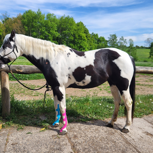 Kinesiotaping für Pferde