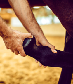 Pferdephysiotherapie