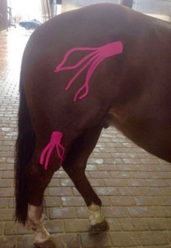Kinesio Taping für Pferde