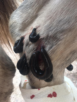 Blutegeltherapie