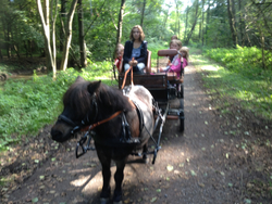 Ponykutsche fahren mit Floh ist immer ein Abenteuer :-))
