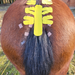Kinesiotaping für Pferde bei neurologischen Problemen