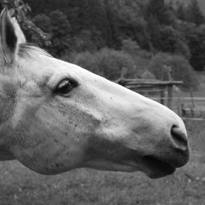 Mischke - Pferd in Form
