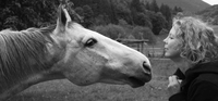 Mischke - Pferd in Form