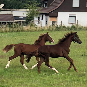 Zucht & Turnierstall Stubbeman