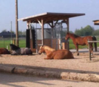 Aktivstall Mühlenhof