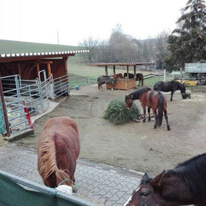 Ponyhof Wächtler Inklusionsreitschule