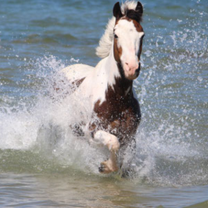 Tri Color Ranch