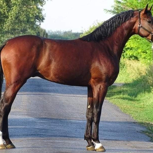 Herold Equestrain
