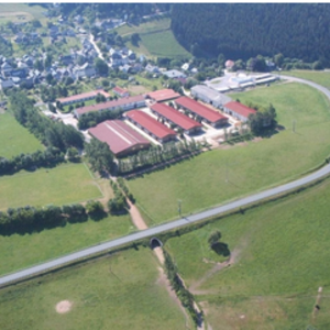 Haflinger Gestüt Meura
