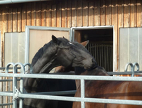 Reitanlage Hohenleiten