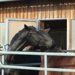 Reitanlage Hohenleiten