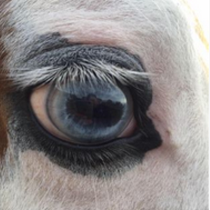 Pirk Reining Horses