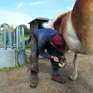 Barhuftherapie & Horsemanship