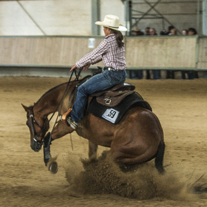 Mareike Köhler Western Horses