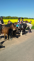ProjektPonyhof