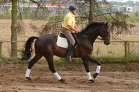 Reitlehrer Trainer A Leistungssport