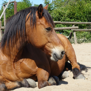 Sattelkontrolle / Equiscan / Physio