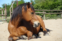 Sattelkontrolle / Equiscan / Physio