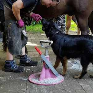 Hufbearbeitung Vöge