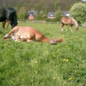 Reitanlage Pfeiffer