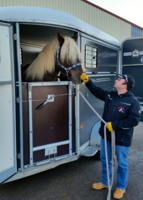 MF Pferdetransport