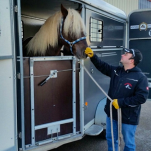 MF Pferdetransport