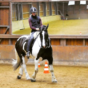 Classical Riding in Balance - mobiler Reitunterricht