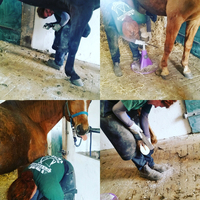 Hufpflege - Natural Hoofcare - Ganzheitliche Barhufpflege