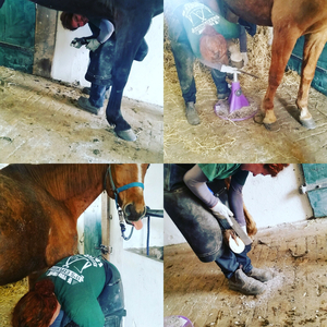Hufpflege - Natural Hoofcare - Ganzheitliche Barhufpflege