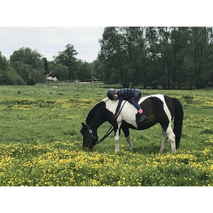 Karola Kass Trainerin B Reiten; Qualif. Sitz- und Gleichgewichtstrainer und Bode