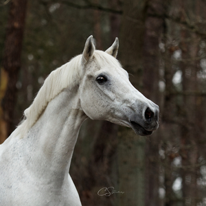 CS Pictures Fotografie