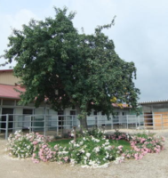 Pferdehof Gaiser