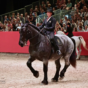 Reitlehrer