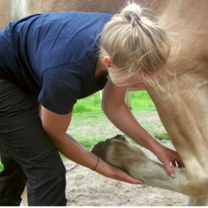Osteo Equitation - Birte Jensen