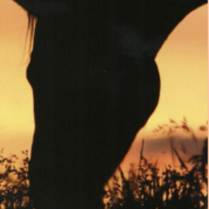 Tierarztpraxis Marion Eltze