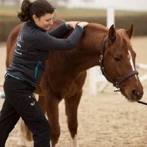 Pferdeosteopathie / Physiotherapie für Reiter