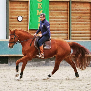 reiter-pferd-ausbildung