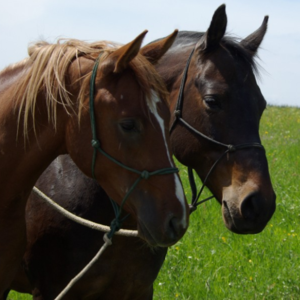 Horsemanship Academy