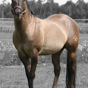 Crossed Arrow Performance Horses