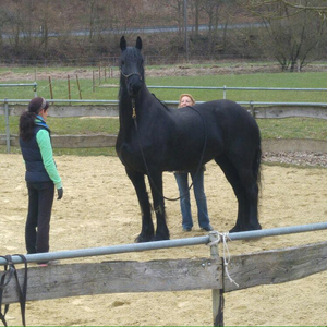 Mobiles Horsemanship Training