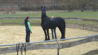 Mobiles Horsemanship Training