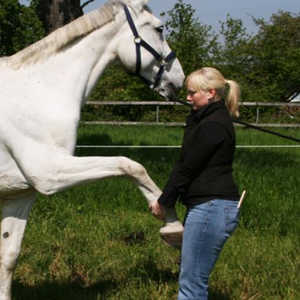 Hand - aufs- Pferd