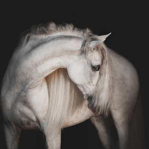 J. Salm Photography