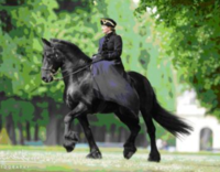 Trainer A klassisch-barock (FN)
