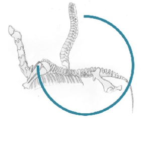 Osteopathie für Hund & Pferd - Kerstin Thies