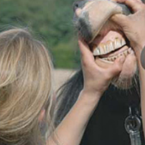 Horse Dentistry Antrin Fricke