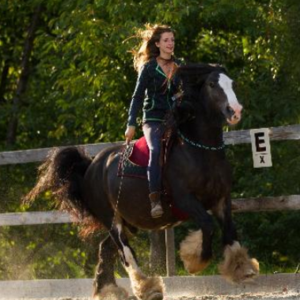 Bodenarbeit - Kommunikation - Reiten - Verstehen