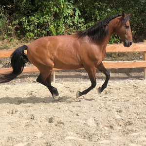 Dialog mit Pferden-Horsemanship Training