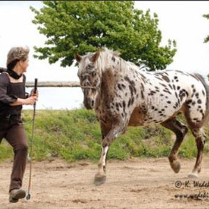 Horsemanshipschule
